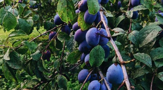 Szilvafa metszése: mikor a legjobb, hogy egészséges maradjon?