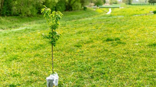 Gyümölcsfa ültetése tavasszal: mire figyelj, hogy jól eredjen meg? Gyümölcsfa ültetése tavasszal: mire figyelj, hogy jól eredjen meg?