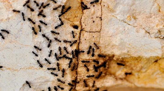 Hangya ellen: ez az egyszerű módszer sok kertben beválik