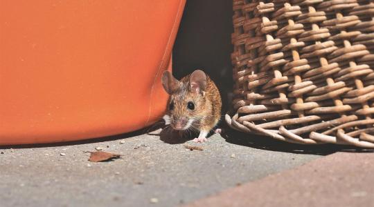 Egér ellen: így védekezhetsz hatékonyan otthon és a kertben is