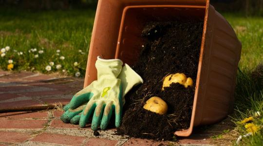 Komposzt használata: mikor és hogyan érdemes kijuttatni?