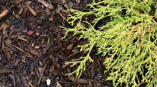 Mulcsozás tavasszal: mikor, mivel és hogyan érdemes csinálni?