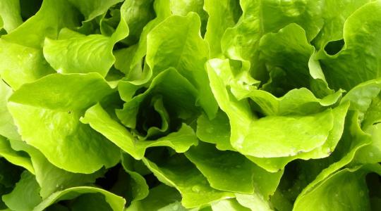 Saláta tárolása: így marad friss és roppanós jóval tovább