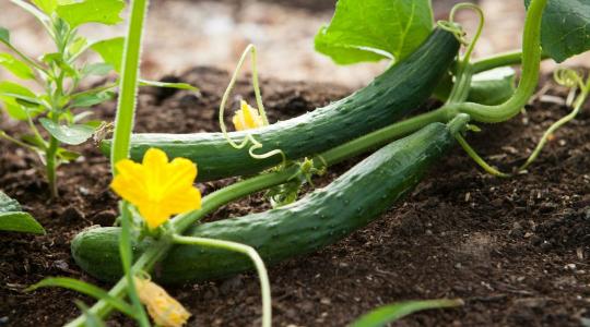 Uborka héja: megehető vagy sem, és mire érdemes figyelni?