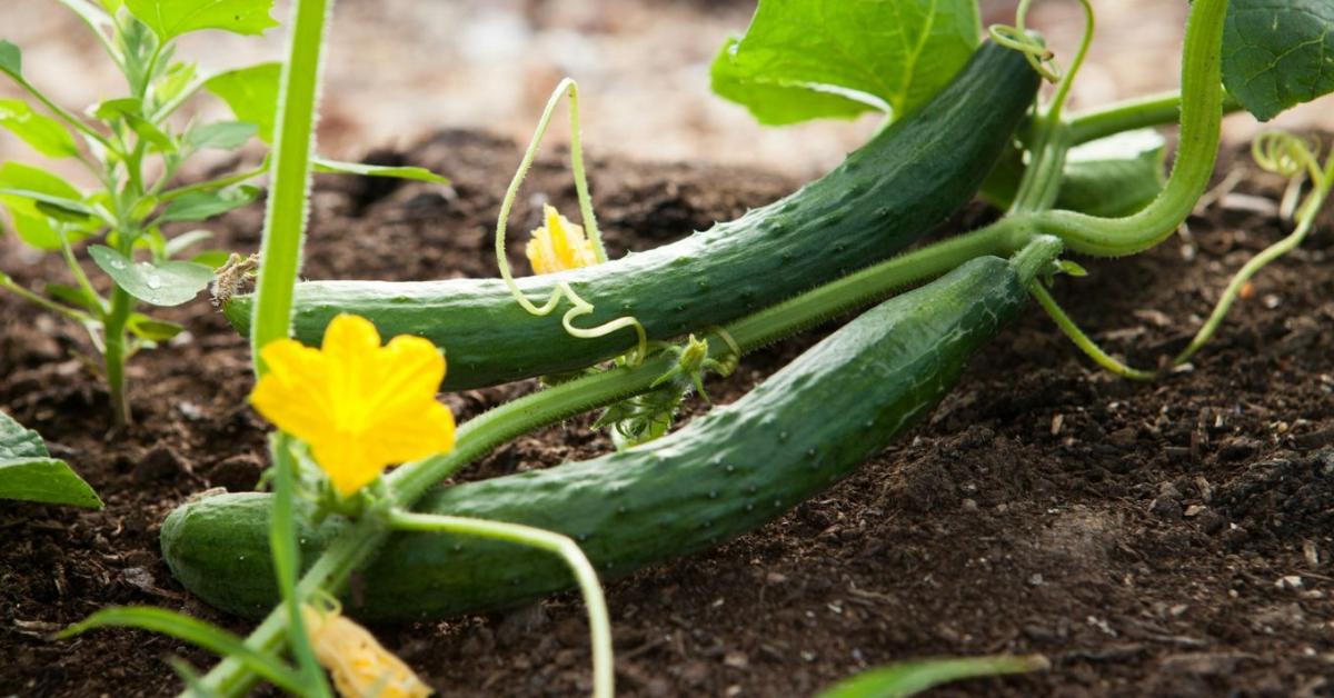 Uborka héja: megehető vagy sem, és mire érdemes figyelni?