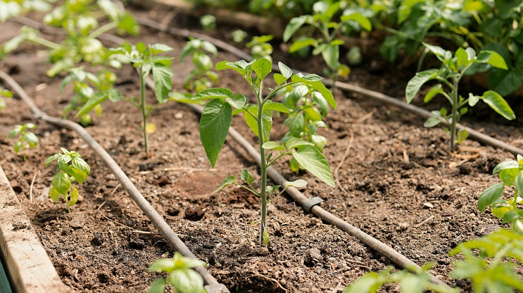 csepegtető öntözés