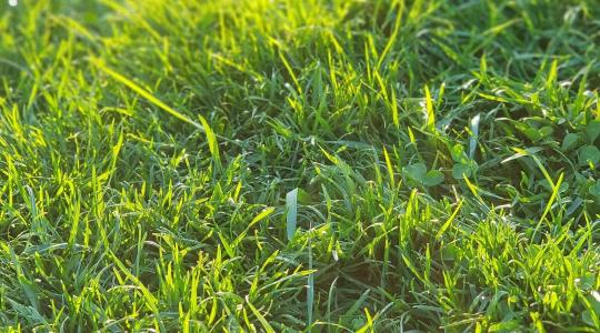 Gyep trágyázás: mikor és hogyan érdemes, hogy szép maradjon?