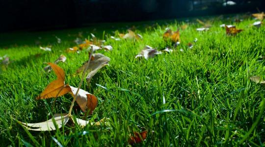 Gyep szellőztetés: ezért fontos tavasszal, ha szép füvet akarsz