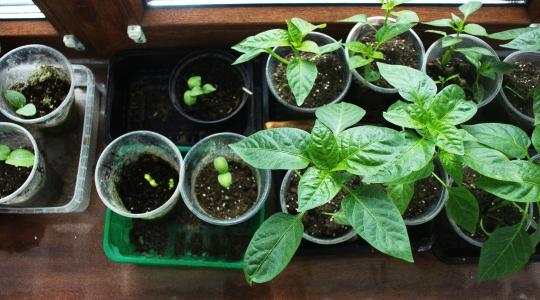 Paprika palántázás: mikor kezdd el, hogy jól induljon a szezon?
