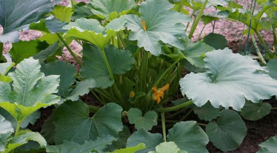 Tök vetése: így lehet nagy és egészséges a termés Tök vetése: így lehet nagy és egészséges a termés