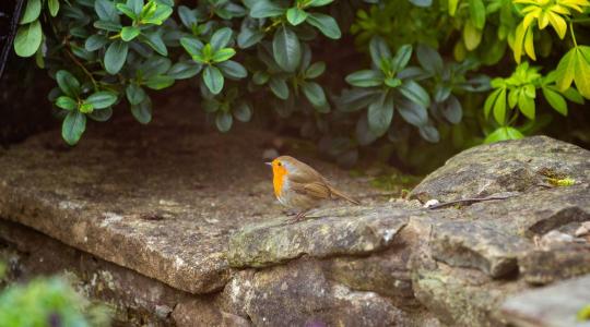 Madárbarát kert: így alakítsd ki, hogy valóban működjön