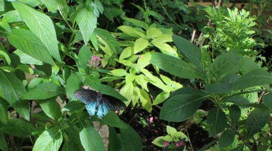 Rovarbarát kert: ezért fontos, és így érdemes kialakítani Rovarbarát kert: ezért fontos, és így érdemes kialakítani