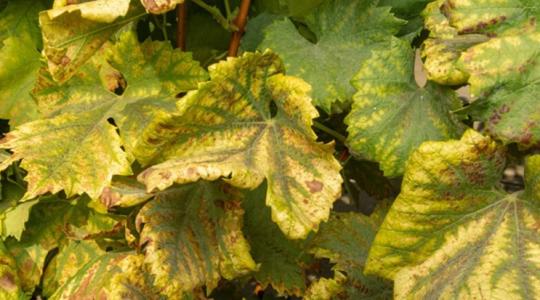 Ha így műveled a szőlőt, kevésbé fogja szeretni a kabóca Ha így műveled a szőlőt, kevésbé fogja szeretni a kabóca