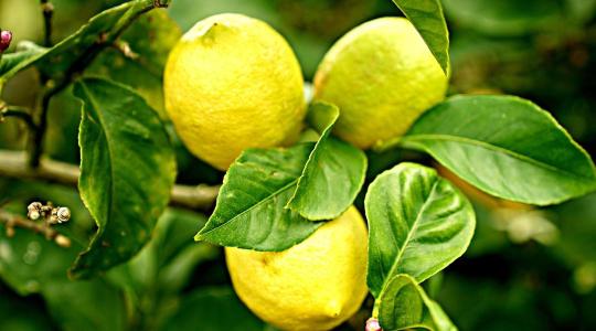 Citrus teleltetés tél végén: levélhullás okai és gyors mentés