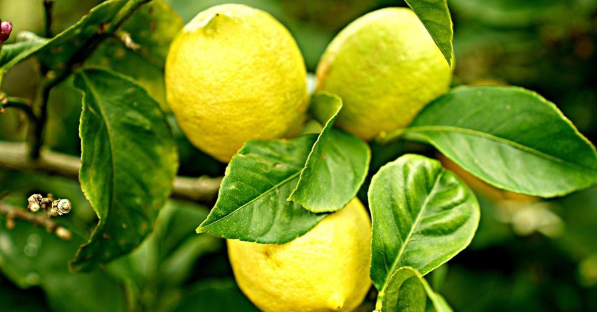Citrus teleltetés tél végén: levélhullás okai és gyors mentés