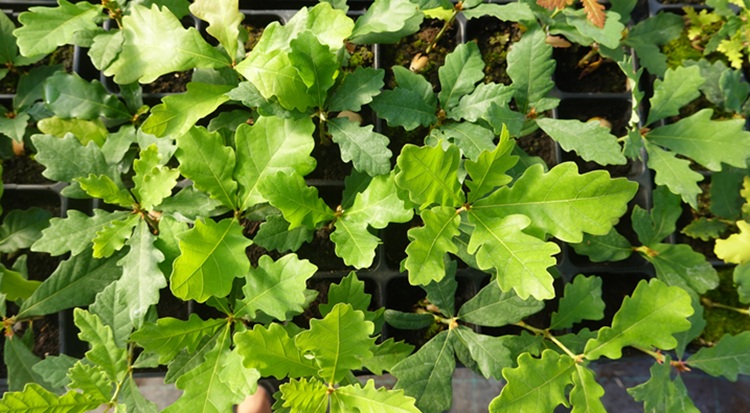 Csak az egészséges csemetékből lesz ellenálló erdő Csak az egészséges csemetékből lesz ellenálló erdő