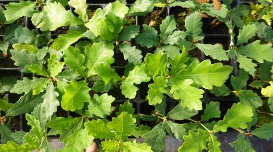 Egyetlen fertőzött csemete tönkreteheti az egész erdőt Egyetlen fertőzött csemete tönkreteheti az egész erdőt