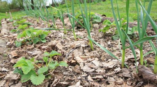 Ez a trükk mindent megváltoztathat a kertedben