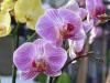 Orchideák februárban: a túlöntözés 5 jele és a biztos megoldás