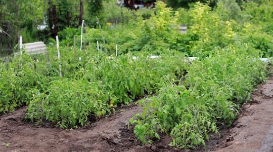 Így lehet sokkal gyorsabb a növények növekedése
