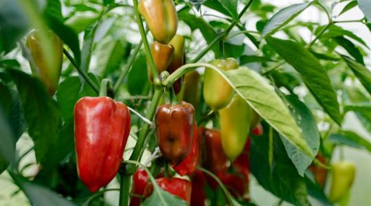 Ezért nem hoz termést a növényed - pedig jól néz ki