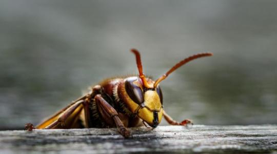 Meglepő megoldás a darazsak ellen - működik a gyakorlatban! Meglepő megoldás a darazsak ellen - működik a gyakorlatban!
