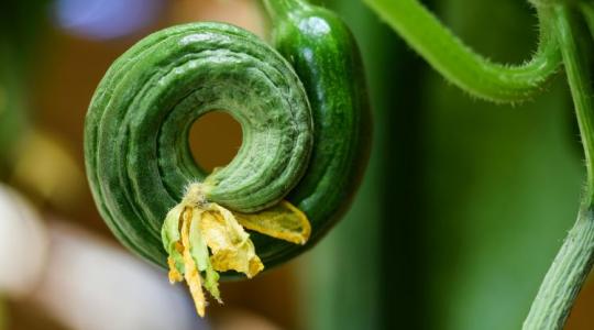 Ezért nem nő az uborka - a hiba sokszor rejtett