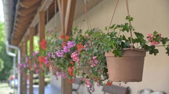 Így lehet sokkal több virág a muskátlin - ezt most kell megtenni! Így lehet sokkal több virág a muskátlin - ezt most kell megtenni!