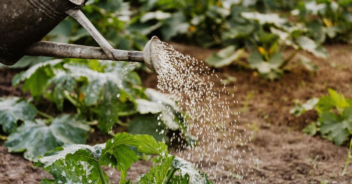 Ezt teszik a kertészek, ha nem akarnak locsolni minden nap Ezt teszik a kertészek, ha nem akarnak locsolni minden nap