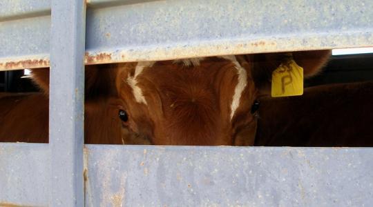 Állategészségügyi vészhelyzet: Rohamosan terjed a száj- és körömfájás a görögöknél Állategészségügyi vészhelyzet: Rohamosan terjed a száj- és körömfájás a görögöknél