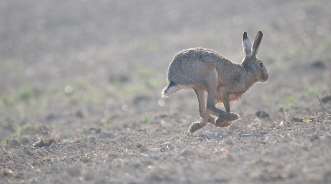 Trónfosztás a határban: ez az állat lett a hazai vadvilág új királya