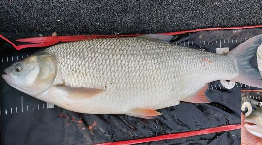 Kifogta, de nem tudta, mi az: rejtélyes hibridhal akadt horogra a Dunánál Kifogta, de nem tudta, mi az: rejtélyes hibridhal akadt horogra a Dunánál