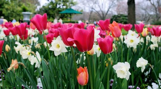 Hagymások tél végén: mikor kell takarást bontani, és mikor hagyd?