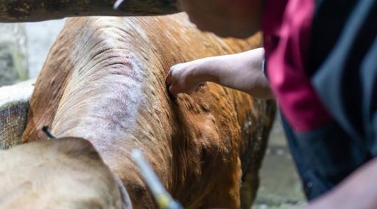 Egyetlen beteg állat miatt az egész telep oda lehet: elég a kényszervágásokból? Egyetlen beteg állat miatt az egész telep oda lehet: elég a kényszervágásokból?