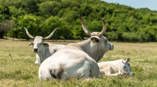 Megduplázta a hungarikumok támogatását az Agrárminisztérium Megduplázta a hungarikumok támogatását az Agrárminisztérium