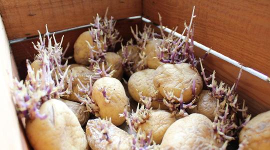 Vetőburgonya csíráztatása februárban – gyorsabb kelés, egyenletesebb állomány Vetőburgonya csíráztatása februárban – gyorsabb kelés, egyenletesebb állomány