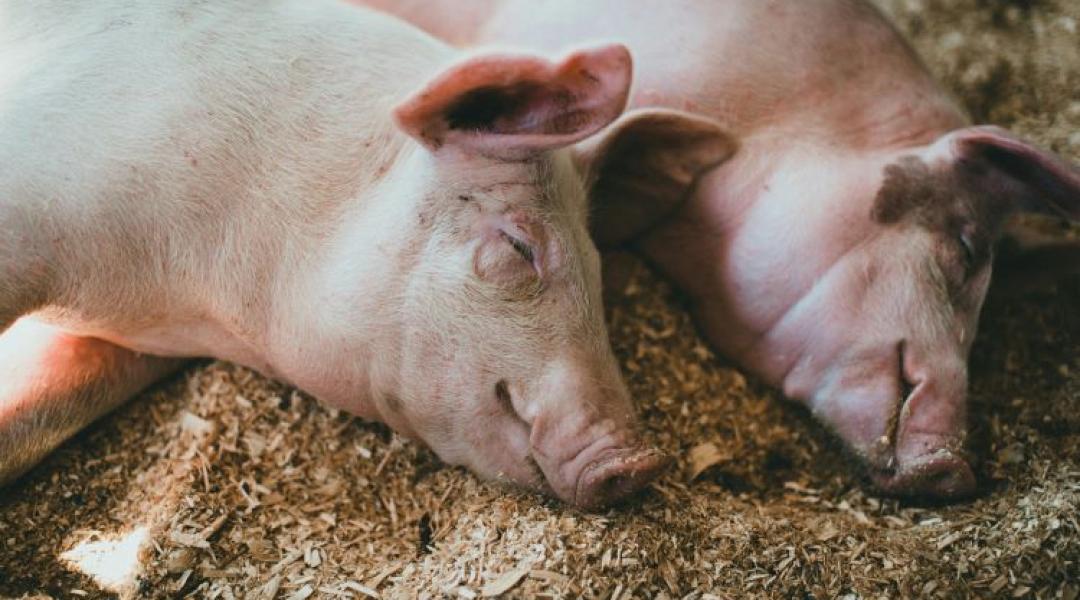 Gyógyíthatatlan és végzetes: Ismét szedi áldozatait az álveszettség a kutyák között