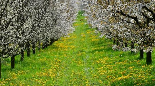 Lehűlés jön, eső alig: kritikus napok előtt a mezőgazdaság Lehűlés jön, eső alig: kritikus napok előtt a mezőgazdaság