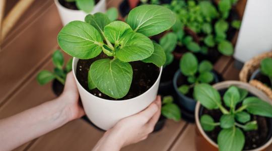 6 milliárdot költünk vetőmagra, mégis sokaknál elmarad a siker – te ne kövesd el ezt a hibát!