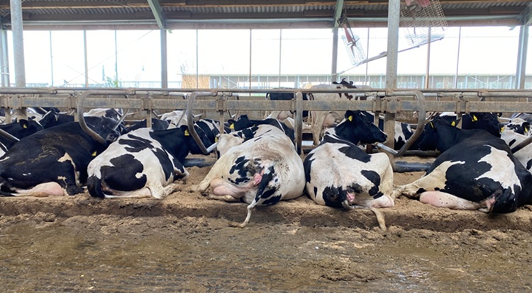A tehén kellemesebb fekvőhelyet kap, közben energiát is nyerünk