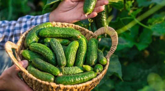 Itt a titok! Ha ezt tudod, nem lesz apró és keserű az uborkád! Itt a titok! Ha ezt tudod, nem lesz apró és keserű az uborkád!