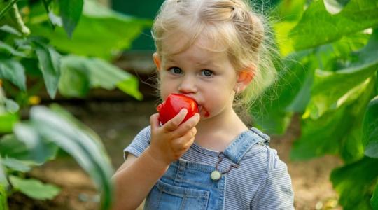 Duplázd meg a paradicsomtermést ezzel az egyszerű módszerrel! Duplázd meg a paradicsomtermést ezzel az egyszerű módszerrel!