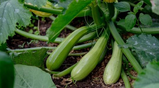 Hogyan lehet bőséges a cukkini termés? Ezekre figyelj oda! Hogyan lehet bőséges a cukkini termés? Ezekre figyelj oda!