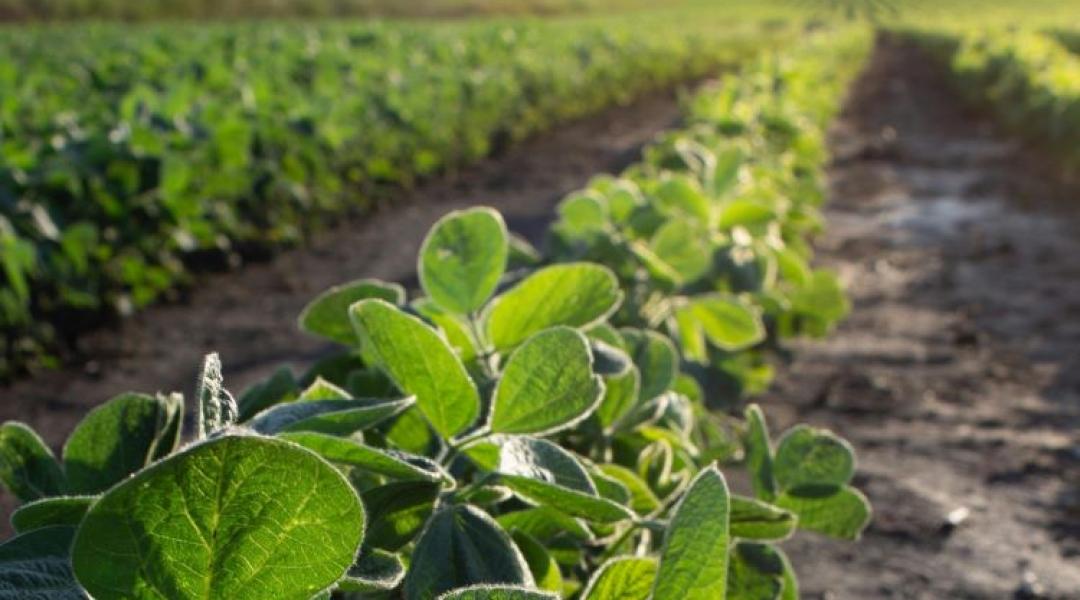 GMO-mentes és nagy hozamú: Prémium szójafajta érkezik a világpiacra
