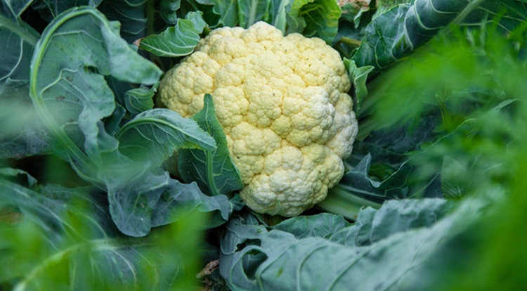 Megállt a hazai karfioltermelés csökkenése