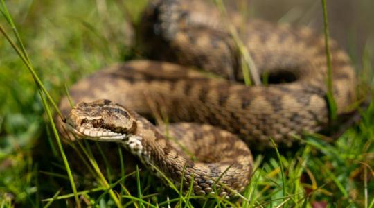 Élőhelyükkel együtt tűnnek el a viperák Nyugat-Magyarországról Élőhelyükkel együtt tűnnek el a viperák Nyugat-Magyarországról