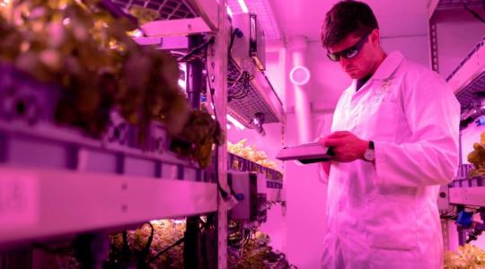 Ezt biztos nem tudod: Budapest pincéiben hódítanak a növénygyárak