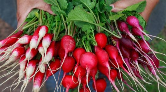 Így véd meg a retek a daganatos megbetegedésektől!