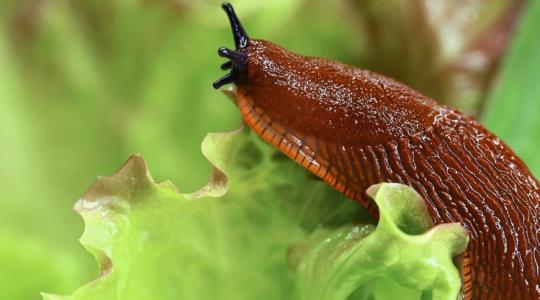 Sok a meztelencsiga a kertedben? Így tudsz megszabadulni tőlük! Sok a meztelencsiga a kertedben? Így tudsz megszabadulni tőlük!