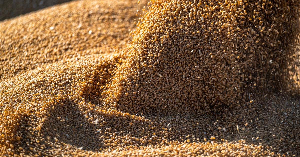 Akkor most van értéke a búzának, vagy sem?
